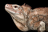 Acklins ground iguana (Cyclura rileyi nuchalis) on black background