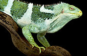 Fiji Crested lguana (Brachylophus vitiensis) on black background