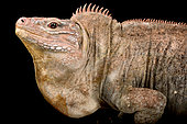 San salvador Rock iguanas (Cyclura rileyi rileyi) male on black background
