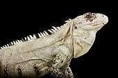 Utila Spiny-tailed Iguana (Ctenosaura bakeri) on black background