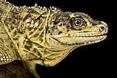 Weber's Sailfin Lizard (Hydrosaurus weberi) on black background