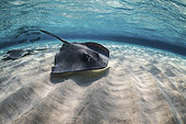 Stingrays swimming the ocean floor, Grand Cayman, Cayman Islands.