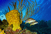 Two snappers beside a yellow sponge, Little Cayman Island.
