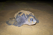 Leatherback Turtle (Dermochelys coriacea). Thongaland. KwaZulu Natal. South Africa
