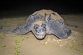 Leatherback Turtle (Dermochelys coriacea). Thongaland. KwaZulu Natal. South Africa