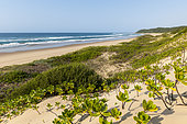 Beach scene showing dune vegetation at Thonga Beach Lodge. Mabibi. Maputaland. KwaZulu Natal. South Africa