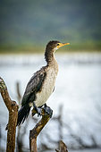 Immature Reed or Long-tailed Cormorant (Microcarbo africanus), Kosi Bay. KwaZulu Natal. South Africa