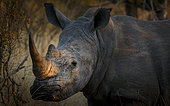 White rhinoceros or square-lipped rhinoceros or rhino (Ceratotherium simum). Kruger National Park. Mpumalanga. South Africa.