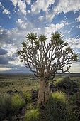 Quiver tree or kokerboom (Aloidendron dichotomum formerly Aloe dichotoma) Kenhardt, Northern Cape, South Africa.