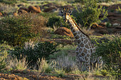 South African giraffe or Cape giraffe (Giraffa camelopardalis giraffa). Augrabies. Northern Cape. South Africa.