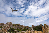 Hartlaub's gull or king gull (Chroicocephalus hartlaubii) flying. Kleinmond, Whale Coast, Overberg, Western Cape, South Africa.