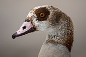 Egyptian goose (Alopochen aegyptiaca) portrait. Kleinmond. Western Cape. South Africa.