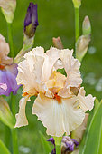 Tall Bearded Iris, Iris germanica 'Coup De Foudre', flower