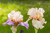 Tall Bearded Iris, Iris Germanica 'Con Fuoco', Iris Germanica 'Coup De Foudre', flowers
