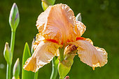 Tall Bearded Iris, Iris Germanica 'Moon Mistress', flower