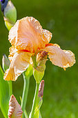 Tall Bearded Iris, Iris Germanica 'Moon Mistress', flower