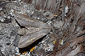 Shark (Cucullia umbratica) on wood, top view, open wings, Gers, France.