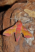 Small Elephant Hawk-moth (Deilephila porcellus) on wood, top view, open wings, Gers, France.