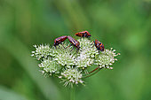 Striped bug (Graphosoma italicum) on umbelliferae flower, Gers, France.