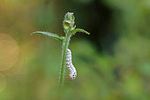Sawfly larva (Cephaledo neobesa) on stem, false caterpillar the imago is a fly, Gers, France.
