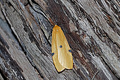 Four-spotted footman (Lithosia quadra) female on wood, top view, Gers, France.