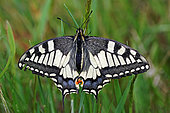 Old World Swallowtail (Papilio machaon) on stem, top view, open wings, Gers, France.