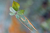 Praying mantis (Mantis religiosa) on a bramble branch, side view, Gers, France.