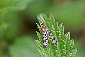 Common scorpion fly (Panorpa communis) on leaf, top view, Gers, France.