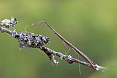 French Stick Insect (Clonopsis gallica) on a cherry tree branch, Gers, France.