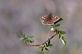Dingy Skipper (Erynnis tages )on a bramble branch, top view, open wings, Gers, France.