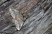 Oak processionary moth (Thaumetopoea processionea) on wood, top view, Gers, France.