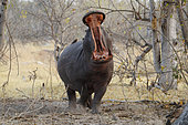 hippopotamus (Hippopotamus amphibius) ywaning, Botswana, Olkavango