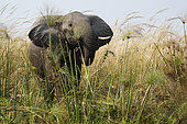 African elephant (Loxodonta africana) in the papyrus of Okavango, Botswana