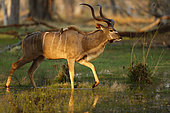 Greater Kudu (Tragelaphus strepsiceros) male, Okavango, Botswana