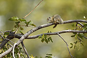 Smith bush squirrel (Paraxerus cepapi) on a branch, Botswana