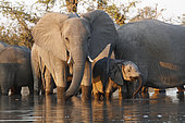 African elephants (Locodonta africana) in the waterland of Okavango, Botswana