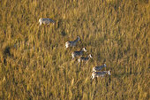 Aerial view of common zebras (Equus quagga) in Okavango, Botswana