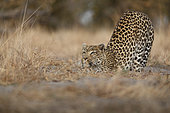 Leopard (Panthera pardus) streching, Botswana