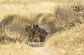 Three lion cubs (Panthera leo), Botswana