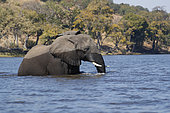 African Elephant (Loxodonta africana) crossing the Chobe River, Botswana