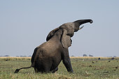 African Elephant (Loxodonta africana) at the Chobe River, Botswana