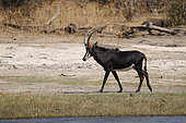 Sable antilope (Hippotragus niger) at the Chobe River, Botswana