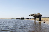 African Elephant (Loxodonta africana) group at the Chobe River, Botswana