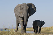 African Elephant (Loxodonta africana) with young at the Chobe River, Botswana