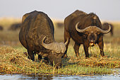 Cape buffalo (Syncerus caffer) at the Chobe River, Botswana
