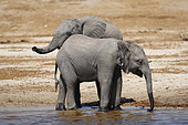 African Elephant (Loxodonta africana) two calves at the Chobe River, Botswana