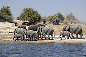 African Elephant (Loxodonta africana) group at the Chobe River, Botswana