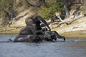 African Elephant (Loxodonta africana) playing in the Chobe River, Botswana