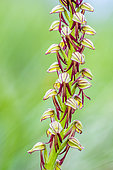 Man orchid (Orchis anthropophora) flowers on a limestone lawn in spring, Allier-Auvergne, France