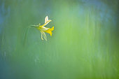 True Jonquil (Narcissus jonquilla) in a meadow at the end of winter, Allier, Auvergne, France